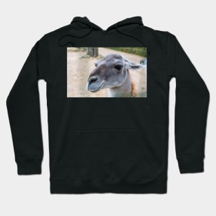 Portrait of the Guanaco Hoodie